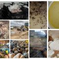 Tunisie | Saisie de plus de 29 tonnes de produits alimentaires impropres à la consommation