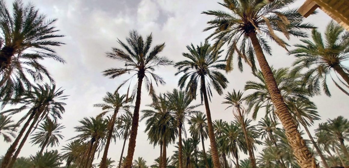 Paroles de palmier