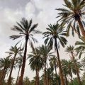 Paroles de palmier