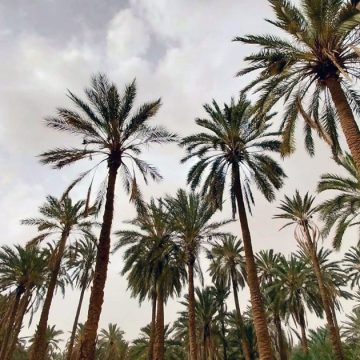 Paroles de palmier