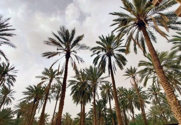 Paroles de palmier