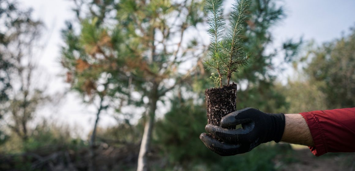 Parc El-Feija | Un sanctuaire menacé par le climat