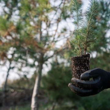 Parc-El-Feija-Chene-liege Parc El-Feija | Un sanctuaire menacé par le climat