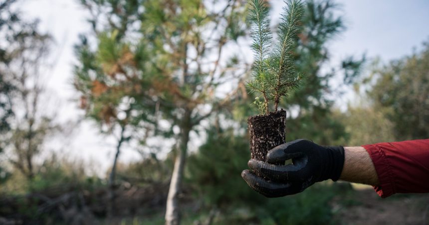 Parc-El-Feija-Chene-liege Parc El-Feija | Un sanctuaire menacé par le climat