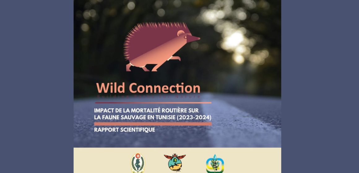 Wild Connection | Impact de la mortalité routière sur la faune sauvage en Tunisie