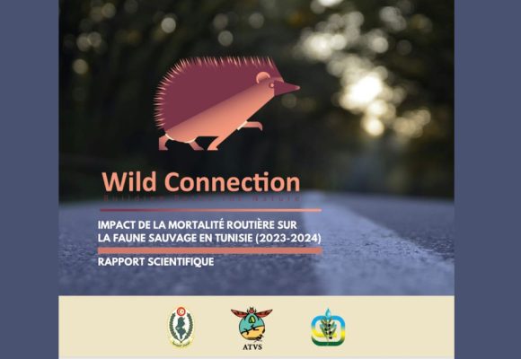 Wild Connection | Impact de la mortalité routière sur la faune sauvage en Tunisie