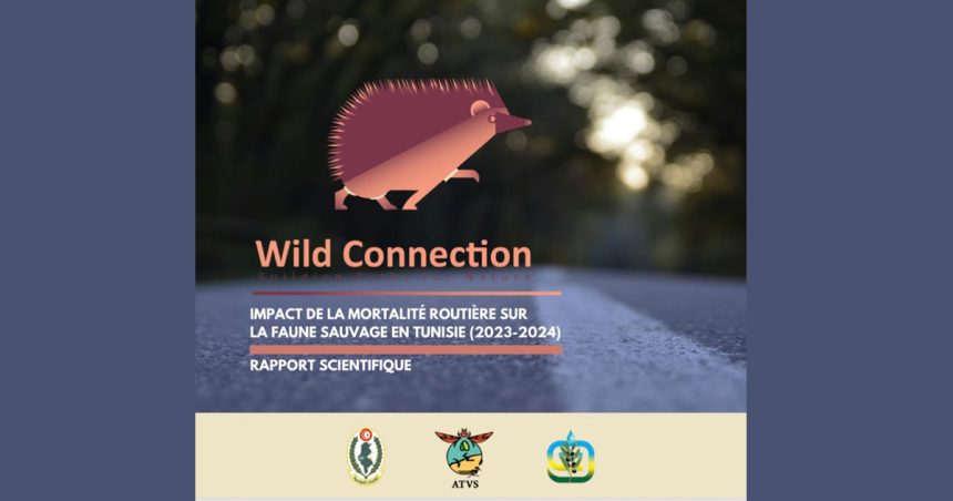 Wild Connection | Impact de la mortalité routière sur la faune sauvage en Tunisie