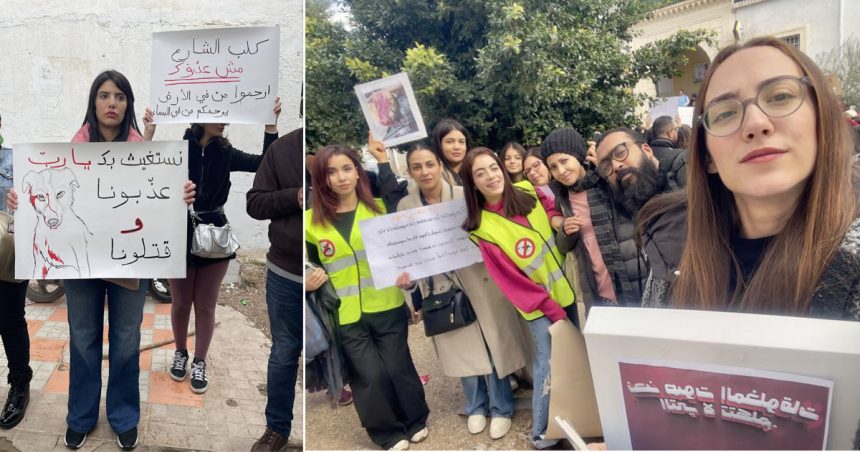 cause animale En photos | Mobilisation contre l’abattage des chiens errants