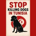 Cause animale | Manifestation au Bardo contre l’abattage des chiens errants