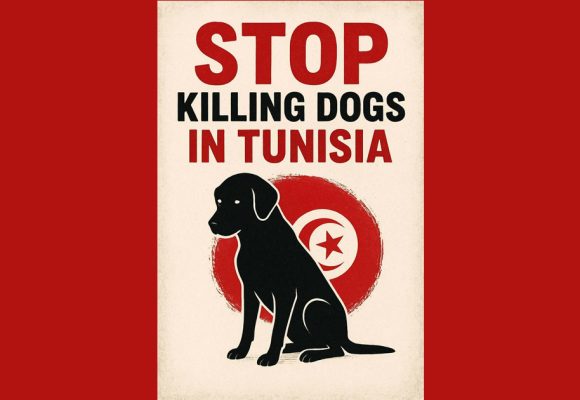 Cause animale | Manifestation au Bardo contre l’abattage des chiens errants