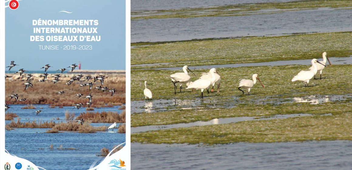 105 espèces d’oiseaux d’eau recensées en Tunisie  
