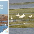 105 espèces d’oiseaux d’eau recensées en Tunisie  