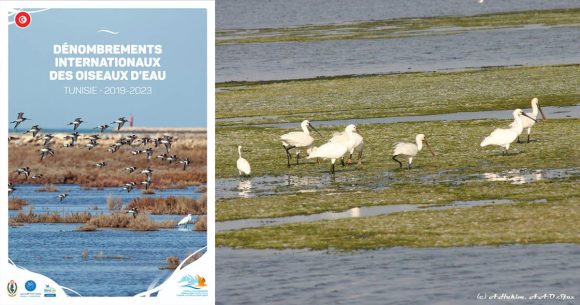 105 espèces d’oiseaux d’eau recensées en Tunisie  