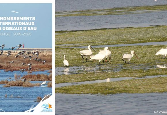 105 espèces d’oiseaux d’eau recensées en Tunisie  