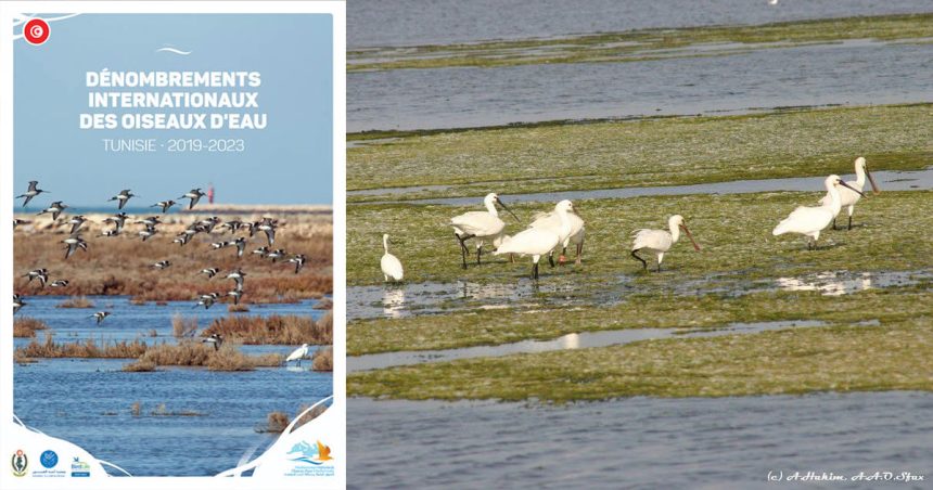 105 espèces d’oiseaux d’eau recensées en Tunisie  
