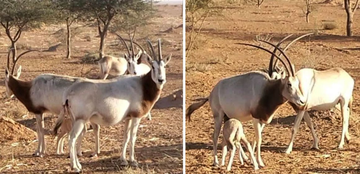 Tataouine | Réintroduction réussie d’animaux menacés dans la réserve de Oued Dekouk