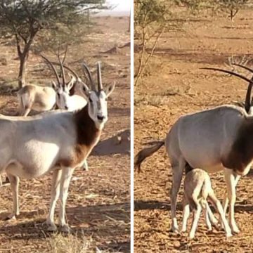 Tataouine | Réintroduction réussie d’animaux menacés dans la réserve de Oued Dekouk