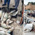 Tunisie | Évasion de poissons des installations aquacoles