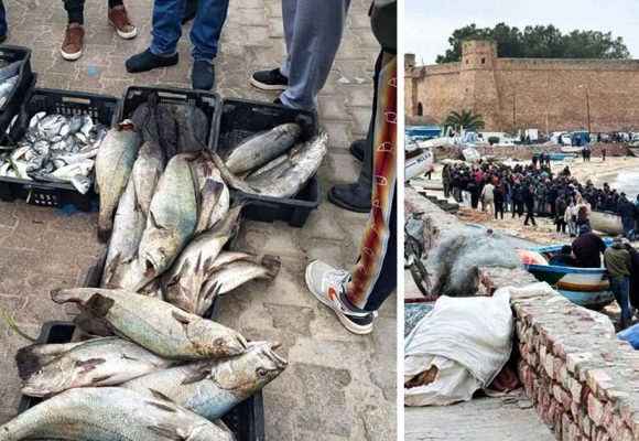 Tunisie | Évasion de poissons des installations aquacoles