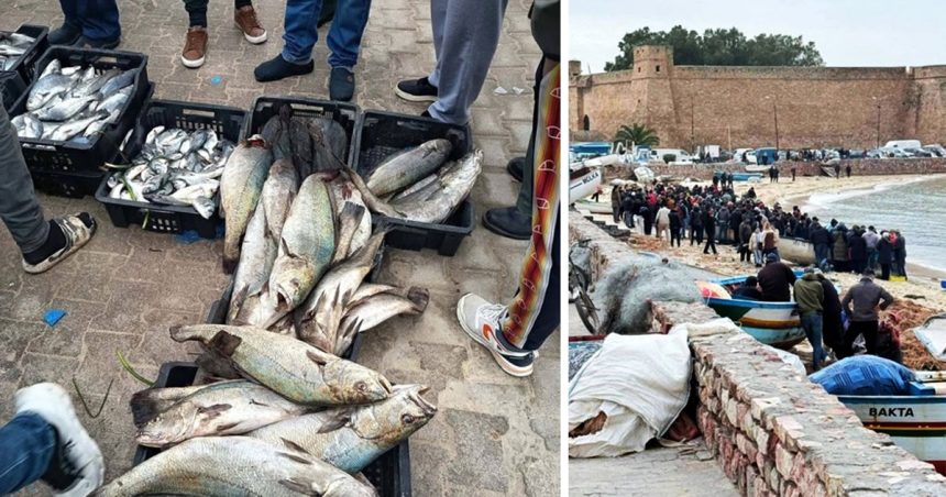 Tunisie | Évasion de poissons des installations aquacoles