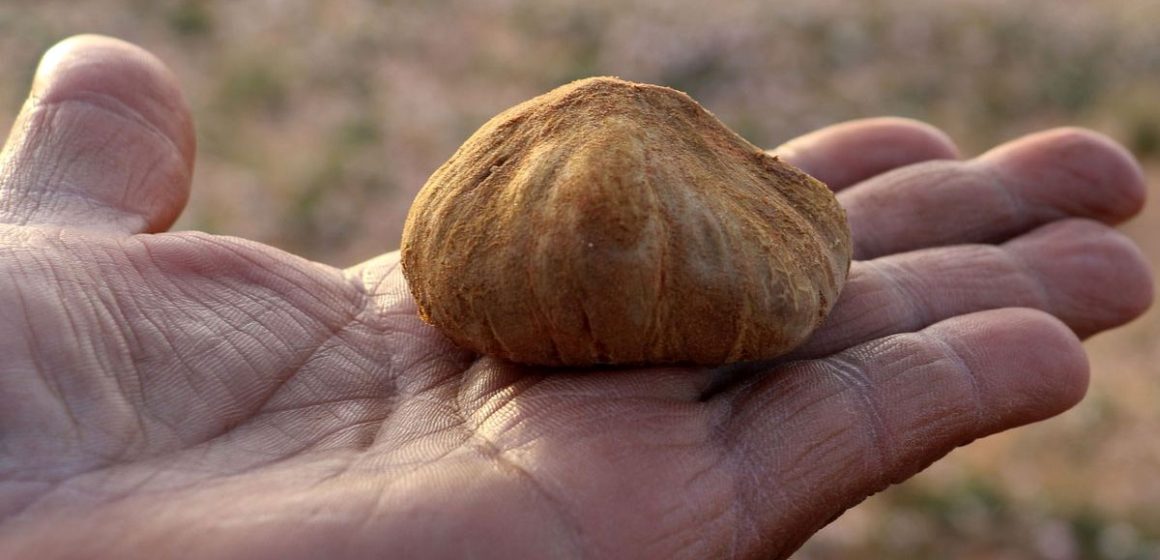L’économie de la truffe de Tataouine… à 200 dinars le kg