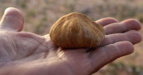 L’économie de la truffe de Tataouine… à 200 dinars le kg