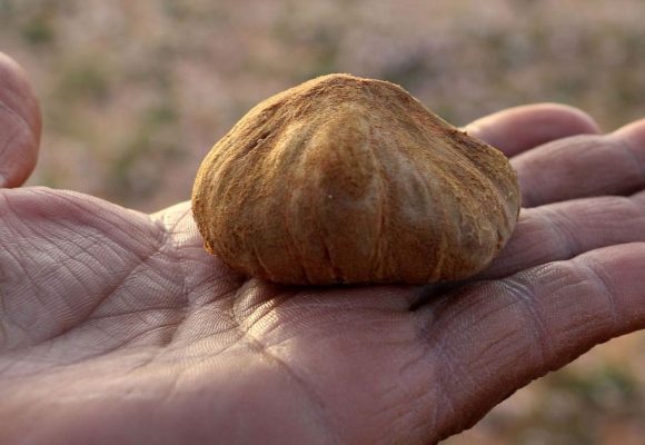 L’économie de la truffe de Tataouine… à 200 dinars le kg