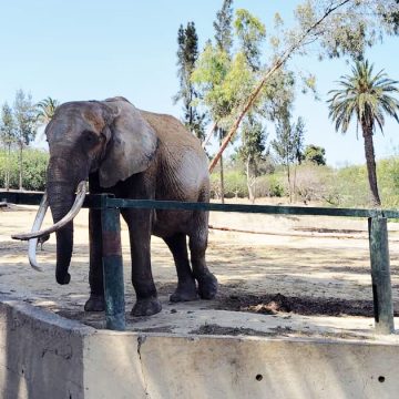 La mort d&rsquo;un éléphant relance le débat sur les conditions de vie des animaux au zoo de Tunis