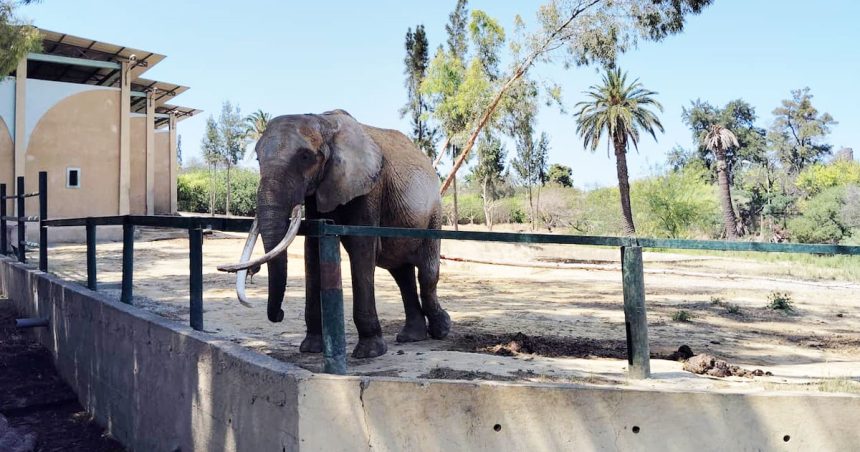 La mort d&rsquo;un éléphant relance le débat sur les conditions de vie des animaux au zoo de Tunis