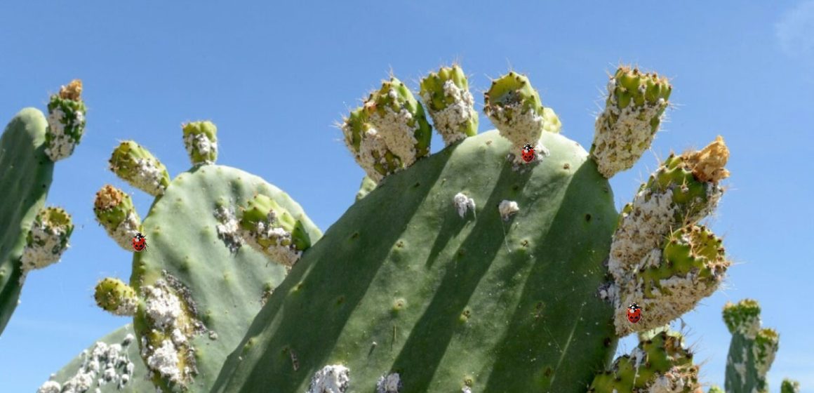 Figue de Barbarie | La Tunisie utilise la coccinelle pour lutter contre la cochenille