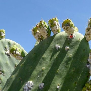Figue de Barbarie | La Tunisie utilise la coccinelle pour lutter contre la cochenille