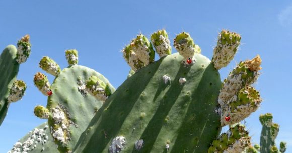 Figue de Barbarie | La Tunisie utilise la coccinelle pour lutter contre la cochenille