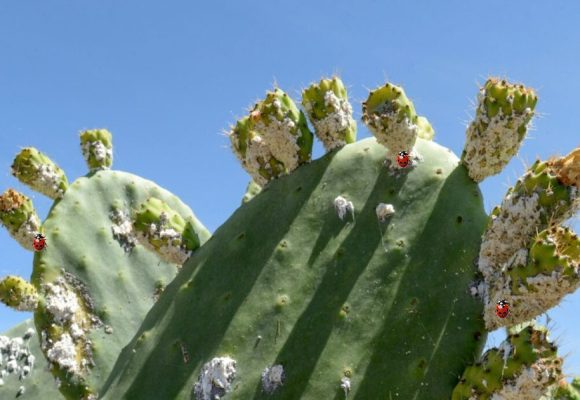 Figue de Barbarie | La Tunisie utilise la coccinelle pour lutter contre la cochenille
