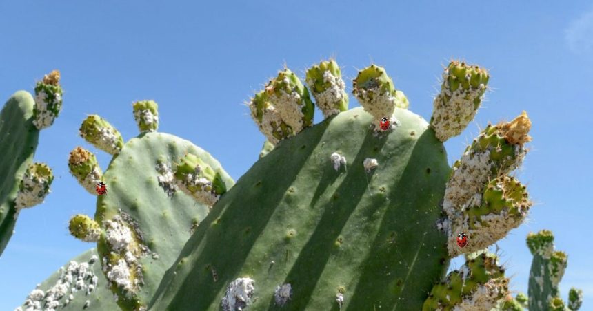 Figue de Barbarie | La Tunisie utilise la coccinelle pour lutter contre la cochenille