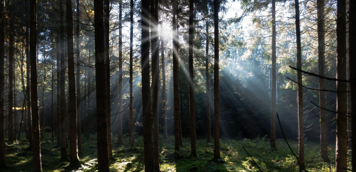 Le poème du dimanche | ‘‘Fidélité’’ de Mohsen Ben Hmida