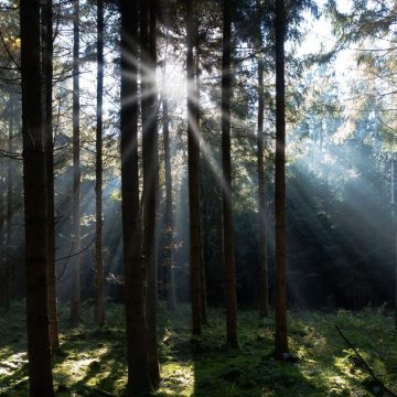 Le poème du dimanche | ‘‘Fidélité’’ de Mohsen Ben Hmida