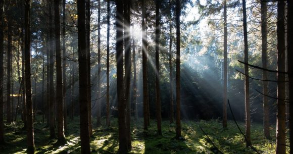 Le poème du dimanche | ‘‘Fidélité’’ de Mohsen Ben Hmida