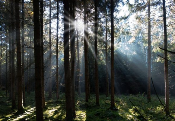 Le poème du dimanche | ‘‘Fidélité’’ de Mohsen Ben Hmida