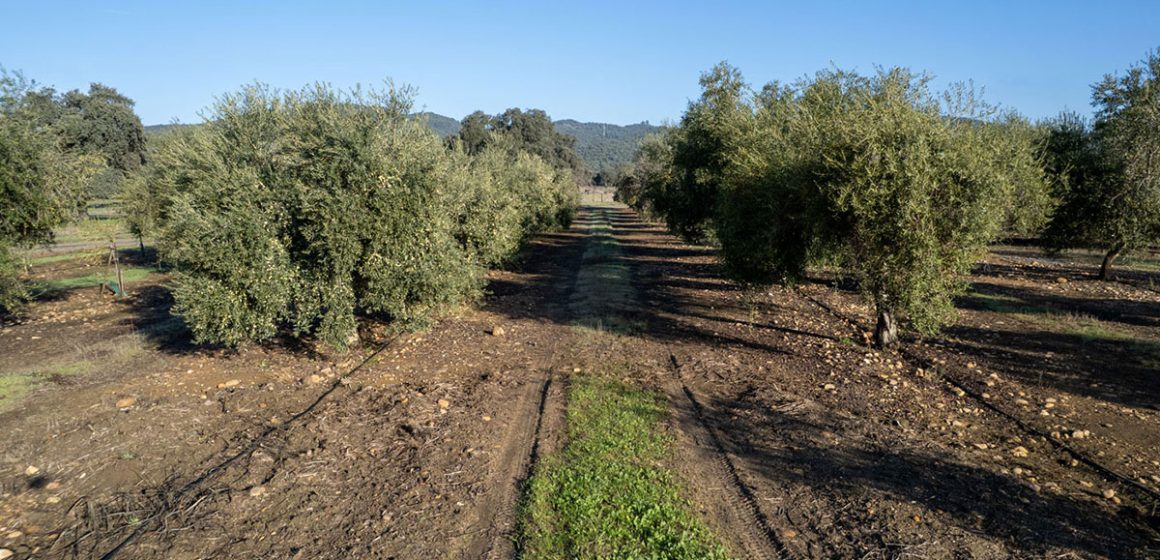 L’huile d’olive biologique tunisienne s’exporte bien