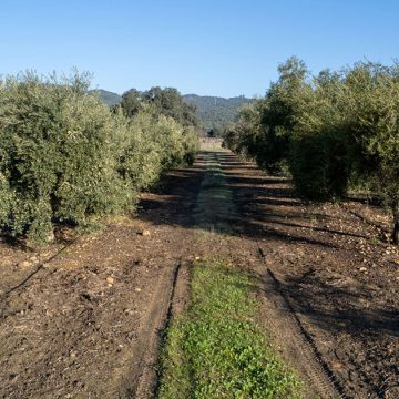 L’huile d’olive biologique tunisienne s’exporte bien