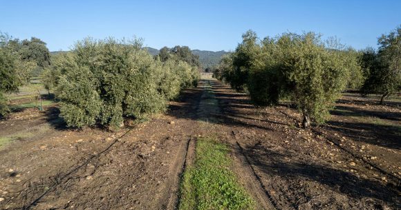 Oliveraie-COI L’huile d’olive biologique tunisienne s’exporte bien