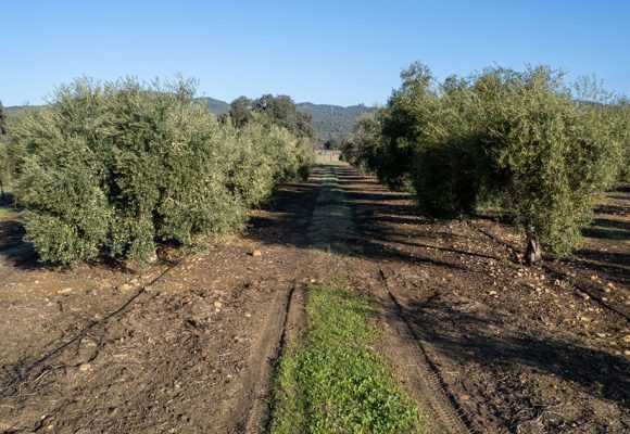 L’huile d’olive biologique tunisienne s’exporte bien