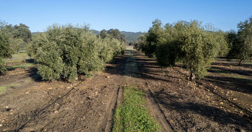 L’huile d’olive biologique tunisienne s’exporte bien
