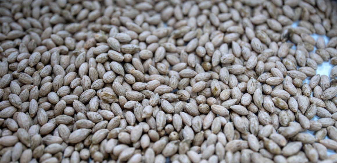 Des semences d’olivier dans la réserve mondiale de Svalbard