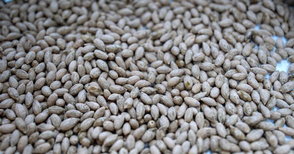 Des semences d’olivier dans la réserve mondiale de Svalbard