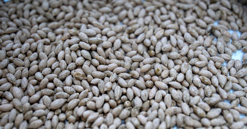 Semences-Olivier Des semences d’olivier dans la réserve mondiale de Svalbard