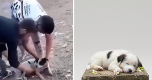 Chiot torturé puis égorgé | Les auteurs de cet acte odieux arrêtés