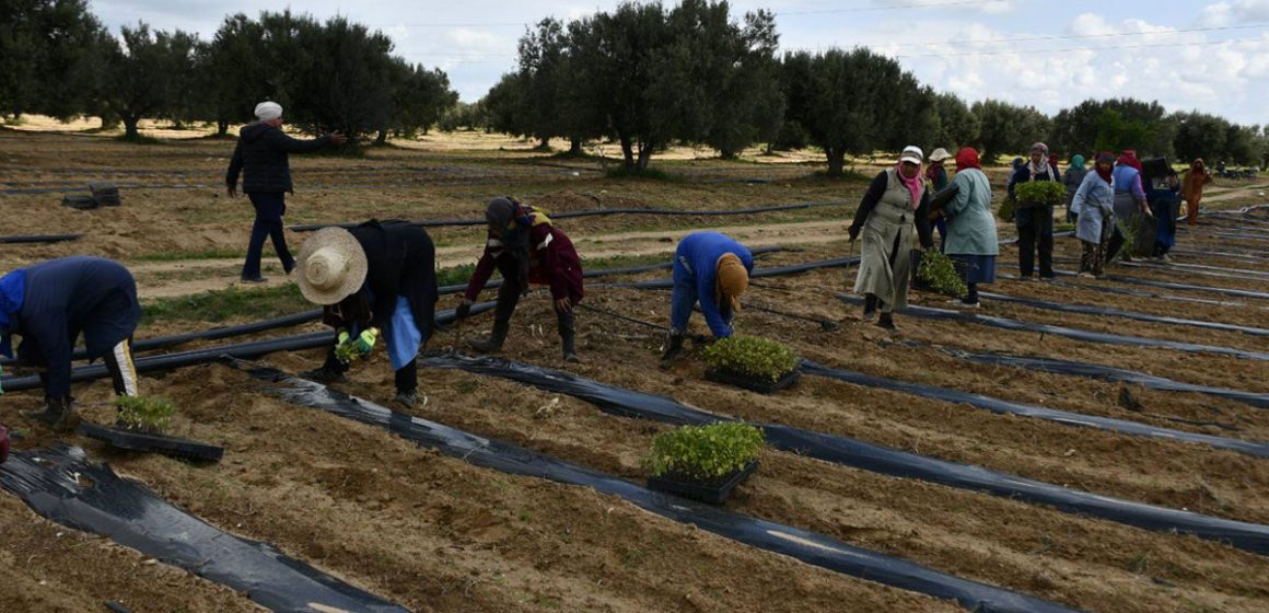 Formation à Tunis sur la gestion durable des sols   