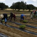 Formation à Tunis sur la gestion durable des sols   