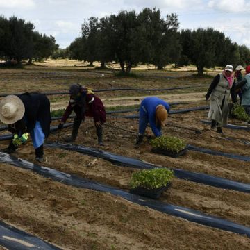 Formation à Tunis sur la gestion durable des sols   